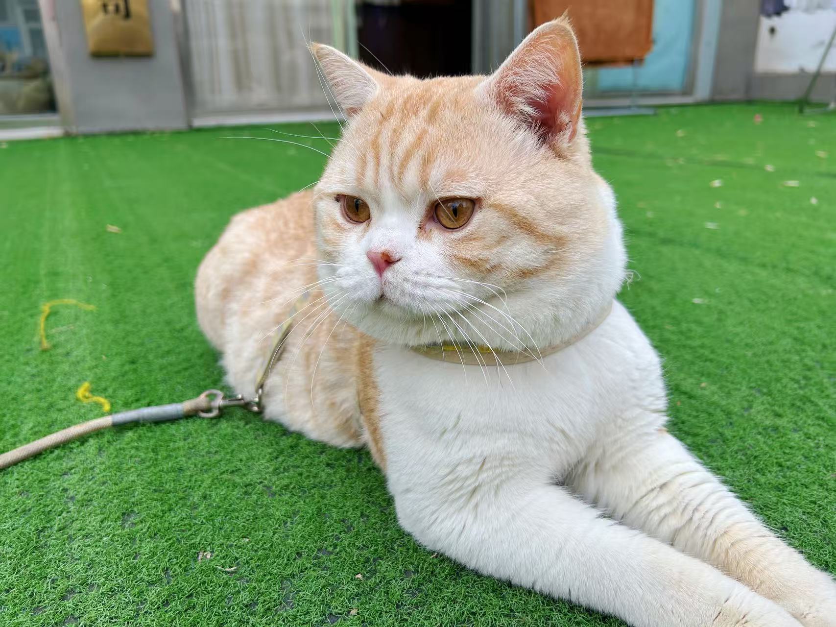 故事中的小猫 Remi